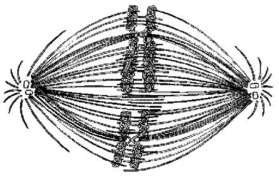   If the cell whose nuclear material is shown in the figure above continues toward completion of mitosis,which of the following events would occur next? A) cell membrane synthesis B) alignment of chromosomes at the metaphase plate C) segregation of daughter chromosomes toward the poles D) formation of telophase nuclei E) synthesis of sister chromatids