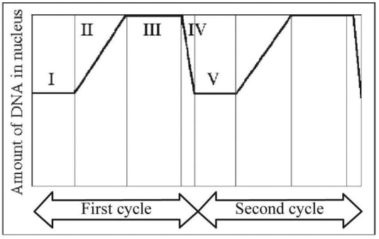   -In the figure above,which numbered segment(s) of the cycle represent DNA synthesis? A) I and V B) II only C) III only D) IV only E) II and IV