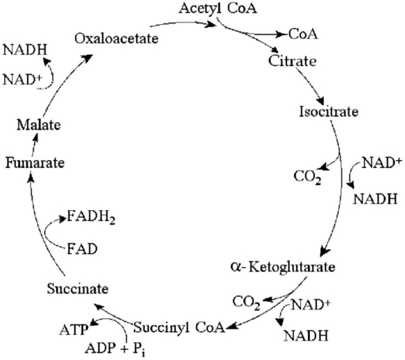   Figure 7.1 -In the citric acid cycle (see Figure 7.1) ,beginning with one molecule of isocitrate and ending with fumarate,how many ATP molecules can be made through substrate-level phosphorylation? A) 1 B) 2 C) 11 D) 12 E) 24
