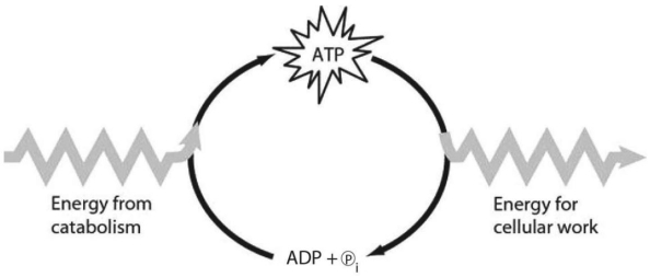   Figure 6.1 -Which of the following is the most correct interpretation of Figure 6.1? A) Inorganic phosphate is created from organic phosphate. B) Energy from catabolism can be used directly for performing cellular work. C) ADP + ℗<sub>i</sub> are a set of molecules that store energy for catabolism. D) ATP is a molecule that acts as an intermediary to store energy for cellular work.