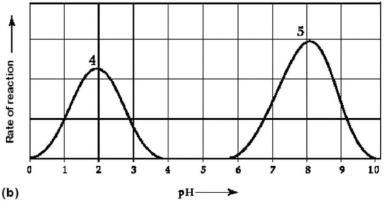       Figure 6.3 Activity of various enzymes (a) at various temperatures and (b) at various pH. -Which curves on the graphs in Figure 6.3 may represent the temperature and pH profiles of an enzyme taken from a bacterium that lives in a mildly alkaline hot spring at temperatures of 70°C or higher? A) curves 1 and 5 B) curves 2 and 4 C) curves 2 and 5 D) curves 3 and 4 E) curves 3 and 5