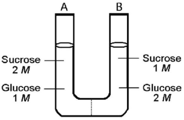   Figure 5.2 -The solutions in the two arms of the U-tube shown in Figure 5.2 are separated by a membrane that is permeable to water and glucose but not to sucrose.Side A is half-filled with a solution of 2 M sucrose and 1 M glucose.Side B is half-filled with 1 M sucrose and 2 M glucose.Initially,the liquid levels are equal,and the solution in side A is A) hypotonic to the solution in side B. B) hypertonic to the solution in side B. C) isotonic to the solution in side B. 