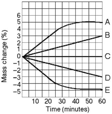   Figure 5.4 -Five dialysis bags,constructed from a semipermeable membrane that is impermeable to sucrose,were filled with various concentrations of sucrose and then placed in separate beakers containing an initial concentration of 0.6 M sucrose solution.At 10-minute intervals,the bags were massed (weighed) ,and the percent change in mass of each bag was graphed.Figure 5.4 illustrates the change in the mass of the bags over time.Which line or lines in the graph in the figure represent(s) bags that contain a solution that is hypertonic at 50 minutes? A) A and B B) B C) C D) D E) D and E