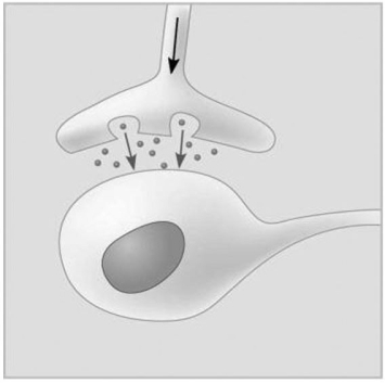   Figure 5.5 -Which of the following types of signaling is represented in Figure 5.5? A) autocrine B) paracrine C) hormonal D) synaptic