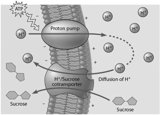 Based on the figure below,which of these experimental treatments would increase the rate of sucrose transport into a plant cell?   A) decreasing extracellular sucrose concentration B) decreasing extracellular pH C) decreasing cytoplasmic pH D) adding a substance that makes the membrane more permeable to hydrogen ions