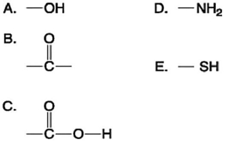   Figure 3.4 -Which of the groups in Figure 3.4 is a basic functional group that can accept H<sup>+</sup> ions and become positively charged? A) A B) B C) C D) D E) E