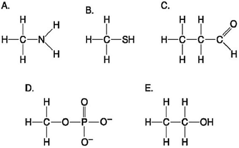   Figure 3.6 -Which molecule shown in Figure 3.6 can form a covalent bond between side chains (R groups) in a polypeptide? A) A B) B C) C D) D E) E