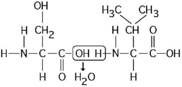   Figure 3.11 Which of the following statements regarding the chemical reaction illustrated in Figure 3.11 is true? A) It is a hydrolysis reaction. B) It results in a peptide bond. C) It forms a disaccharide. D) It forms two amino acids.