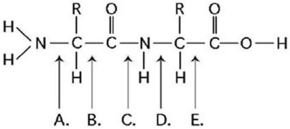   Figure 3.12 -At which bond in Figure 3.12 would water need to be added to achieve hydrolysis of the dipeptide resulting in production of its component amino acids? A) A B) B C) C D) D E) E