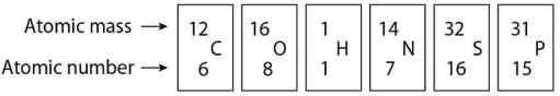   Figure 2.4 -Based on electron configurations,which of the elements in Figure 2.4 would exhibit a chemical behavior most like that of oxygen? A) carbon (C)  B) hydrogen (H)  C) nitrogen (N)  D) sulfur (S)  E) phosphorus (P) 
