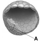 This figure shows   A) a zygote. B) the morula. C) a blastocyst. D) an embryo.