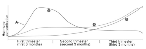   The line on the figure designated by the letter A represents A) progesterone. B) estrogen. C) testosterone. D) HCG. E) oxytocin.