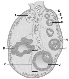   -On the figure,the letter J is the A) primary follicle. B) theca. C) antrum. D) corpus luteum. E) zona pellucida.