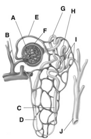   -Letter J is the A) Bowman's capsule. B) ascending loop of Henle. C) proximal convoluted tubule. D) distal convoluted tubule. E) collecting duct.