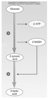   -The process represented in the figure takes place in/on the A) mitochondrial christae. B) inner mitochondrial membrane. C) outer mitochondrial membrane. D) cytoplasm. E) ribosome.