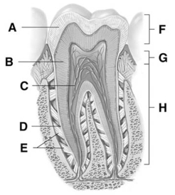   -The letter A represents the A) periodontal ligament. B) enamel. C) root. D) pulp cavity. E) dentin.