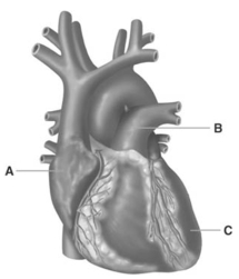   -Letter C receives blood from the A) superior vena cava. B) pulmonary veins. C) aorta. D) left atrium. E) right ventricle.