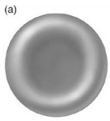   The type of formed element shown in the figure is responsible for A) phagocytosis of microorganisms and other substances. B) releasing chemicals that reduce inflammation. C) releasing chemicals necessary for blood clotting. D) transporting oxygen and carbon dioxide. E) releasing chemicals that promote inflammation.