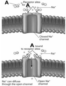   The letter A in the figure could possibly represent the chemical signal A) insulin. B) vasopressin. C) serotonin. D) cortisol. E) testosterone.