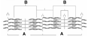   -The letter A in this figure represents A) the A band. B) the M line. C) a sarcomere. D) the I band. E) a Z disk.