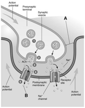   -The letter A in this figure represents the A) action potential. B) synaptic vesicles. C) acetylcholine molecules. D) synaptic cleft. E) sodium ions.