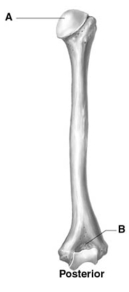   -What bone articulates with the structure labeled with the letter A? A) clavicle B) humerus C) radius D) coxal bone E) scapula