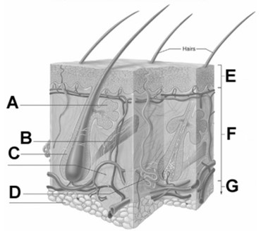   -In the figure,the letter F best represents the A) epidermis. B) dermis. C) hypodermis. D) arrector pili muscle. E) hair follicle.