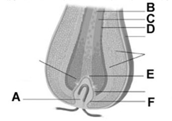  -  In the figure,the letter B best represents the A) cortex. B) cuticle. C) papilla. D) arrector pili muscle. E) medulla.