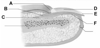   -The site of nail growth is at the structure labeled with the A) letter A B) letter B C) letter C D) letter D E) letter E
