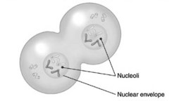   This diagram best shows a cell during _________ of mitosis. A) anaphase B) metaphase C) prophase D) telophase