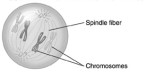   This diagram best shows a cell during _________ of mitosis. A) anaphase B) metaphase C) prophase D) telophase