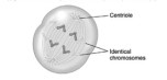   This diagram best shows a cell during _________ of mitosis. A) anaphase B) metaphase C) prophase D) telophase