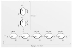   This figure represents an example of a(n)  A) protein. B) nucleic acid. C) lipid. D) carbohydrate. E) ATP molecule.