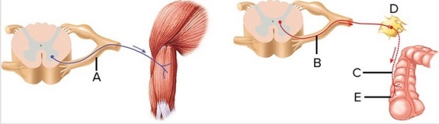   -This figure compares the organization of the somatic motor system and the autonomic nervous system. Identify structure  C  on the above diagram. A)  Autonomic ganglion B)  Somatic motor neuron C)  Effector organ (smooth muscle of GI tract)  D)  Postganglionic neuron E)  Preganglionic neuron