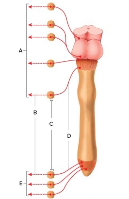   -The figure illustrates the parasympathetic division. What does  E  represent? A)  Preganglionic neurons B)  Pelvic nerves C)  Cranial nerves D)  Postganglionic neurons E)  Terminal ganglia