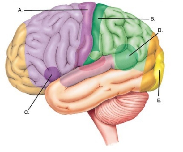   -Label area  A  on the cerebral cortex. A) Visual cortex B) Primary motor cortex C) Primary somatosensory cortex D) Motor speech area (Broca area) E) Sensory speech area (Wernicke area)