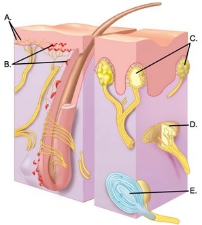   -The diagram illustrates sensory receptors in the skin. What structure does  B  represent? A) Meissner corpuscles B) Free nerve endings C) Ruffini end organ D) Pacinian corpuscle E) Merkel disks
