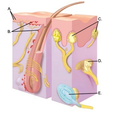   -What is the function of the sensory receptor of the skin labeled  B ? A) Detects deep pressure, vibration, and proprioception B) Responds to painful stimuli C) Responds to light touch and superficial pressure D) Detects touch, involved in 2-point discrimination E) Detects continuous touch or pressure