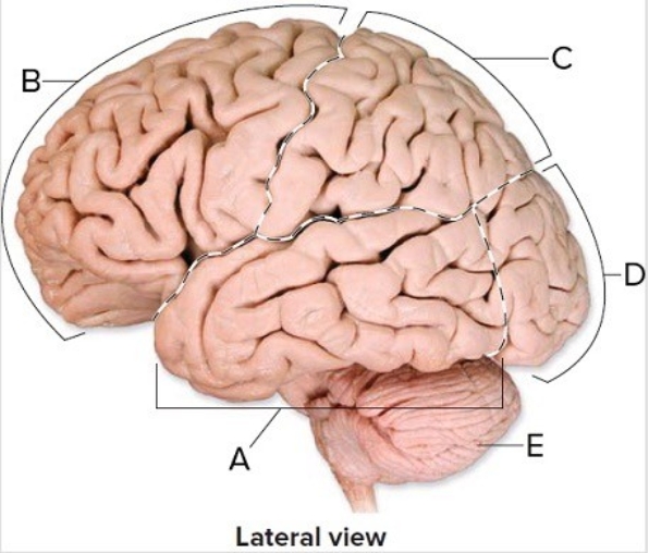   -This is a lateral view of the brain. What does  A  represent? A)  Temporal lobe B)  Cerebellum C)  Frontal lobe D)  Occipital lobe E)  Parietal lobe