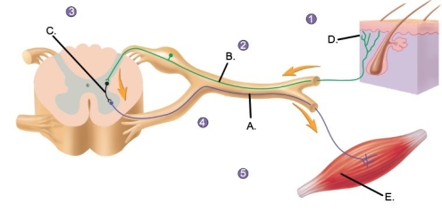   -Label component  C  of the reflex arc. A)  Sensory receptor B)  Effector organ C)  Sensory neuron D)  Motor neuron E)  Interneuron