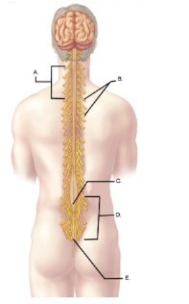   -What does  C  represent? A)  Spinal nerves B)  Conus medullaris C)  Cervical enlargement D)  Filium terminale E)  Cauda equina