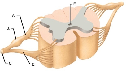   -The figure illustrates a cross section of the spinal cord. Which structure is indicated by  C ? A)  Central canal B)  Ventral root C)  Dorsal root ganglion D)  Spinal nerve E)  Dorsal root