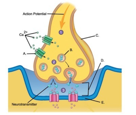   -Identify structure  C  on the neuron. A) Schwann cell B) Node of Ranvier C) Neuron cell body (soma) D) Dendrites E) Axon