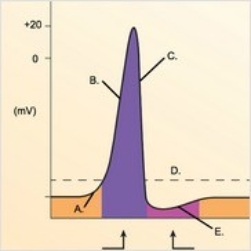   -The figure illustrates changes in the membrane potential during an action potential. What does  D  represent? A) Repolarization B) Depolarization C) Local potential D) Threshold E) Afterpotential