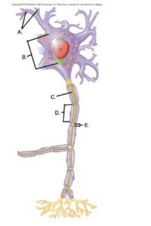   -The figure is a process figure of the chemical synapse. What does  D  represent? A) Postsynaptic membrane B) Synaptic cleft C) Synaptic vesicle D) Voltage-gated Ca<sup>2+</sup> channel E) Presynaptic terminal
