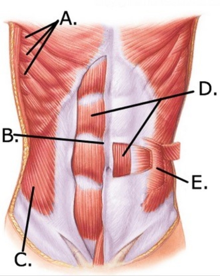   -The figure illustrates muscles of the thorax and abdomen. Which structure is indicated by  C ? A)  Linea alba B)  Serratus anterior C)  Rectus abdominis D)  External oblique E)  Internal oblique