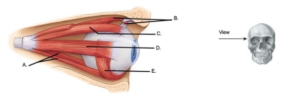   -The figure illustrates a lateral view of the right eyeball. What does  C  represent? A)  Inferior oblique B)  Lateral rectus C)  Superior oblique D)  Superior rectus E)  Inferior rectus