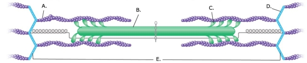   -What does  C  represent on the diagram? A)  Myosin myofilament B)  Actin myofilament C)  Sarcomere D)  Z disk E)  Cross-bridge