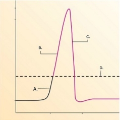  -What does  C  represent on the diagram? A)  Threshold B)  Depolarization C)  Depolarization phase of action potential D)  Repolarization phase of action potential