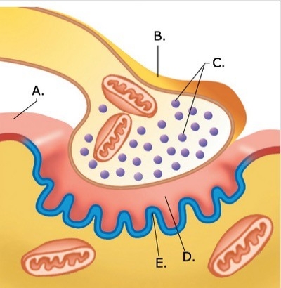   -The figure illustrates a detailed drawing of the neuromuscular junction. What does  C  represent? A)  Synaptic vesicles B)  Synaptic cleft C)  Sarcolemma D)  Presynaptic terminal E)  Postsynaptic membrane